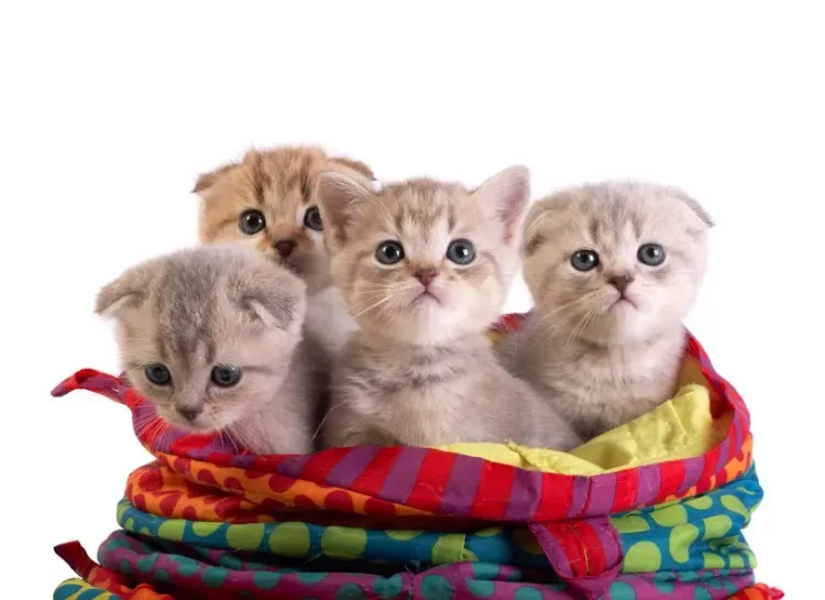 猫 ブリーダー 何ヶ月の子猫を迎える？失敗しない必須知識と成長段階